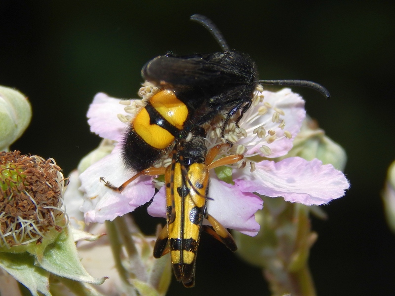 Scolia hirta vs Rutpela maculata